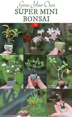 Bonsai tree business 