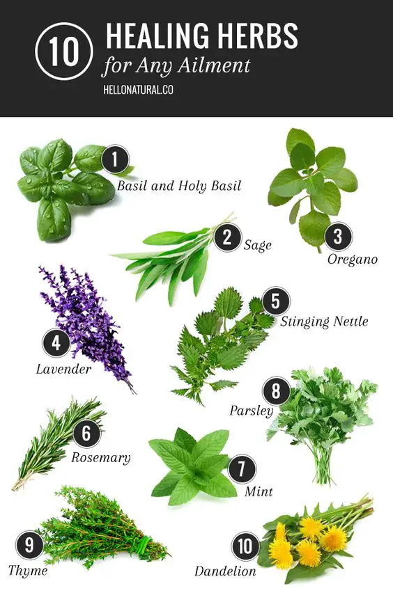 Medical herbs from flowers 